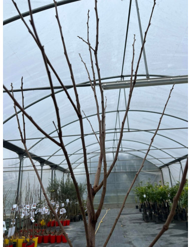 On-line Sale of the Kaki Apple Tree-Fruit Trees|Mondo Piante