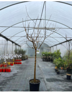 Albero di Gelso in Mastello | Mondo Piante