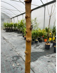 Albero di Gelso bianco in... 2