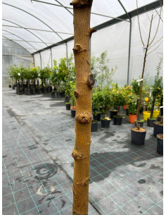 Albero di Gelso in Mastello | Mondo Piante 2