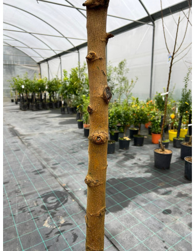 Vendita Albero di Gelso bianco Mastello-Alberi da Frutto|Mondo Piante