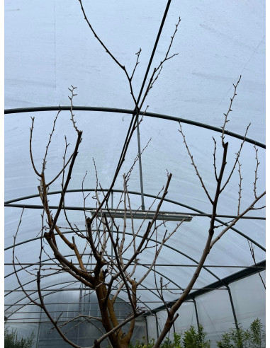 Vendita Albero di Gelso bianco Mastello-Alberi da Frutto|Mondo Piante