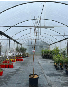 Albero di Melo Fuji in Mastello | Mondo Piante