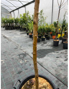 Albero di Melo Fuji in Mastello | Mondo Piante 2