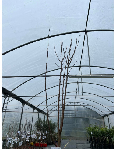 Vendita Albero Mela Fuji-Alberi da Frutto Online|Mondo Piante