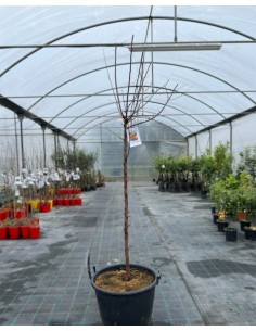copy of Stanley plum tree