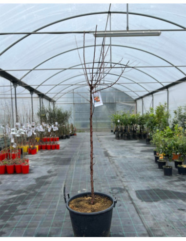 Vendita Albero Susino in Mastello - Alberi da Frutto|Mondo Piante