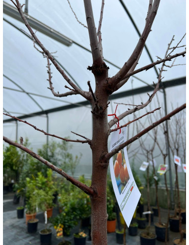Vendita Albero Susino in Mastello - Alberi da Frutto|Mondo Piante