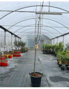 Albero di Pero in Mastello | Mondo Piante