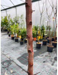 Albero di Pero in Mastello | Mondo Piante 2
