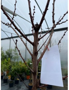 copy of Royal Apricot Tree... 2