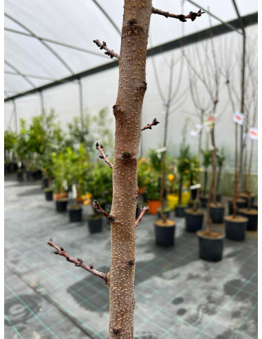 On-line Sale of the Royal Apricot Tree of Imola-Fruit Trees|Mondo Piante