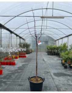 Albero di Albicocco Reale...