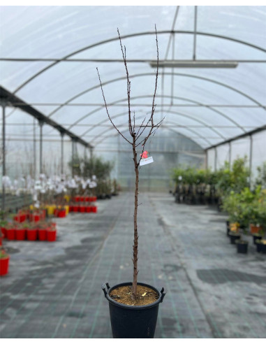 On-line Sale of the Royal Apricot Tree of Imola-Fruit Trees|Mondo Piante