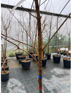 Albero di Melograno Dente di Cavallo Vaso 24cm | Mondo Piante 2
