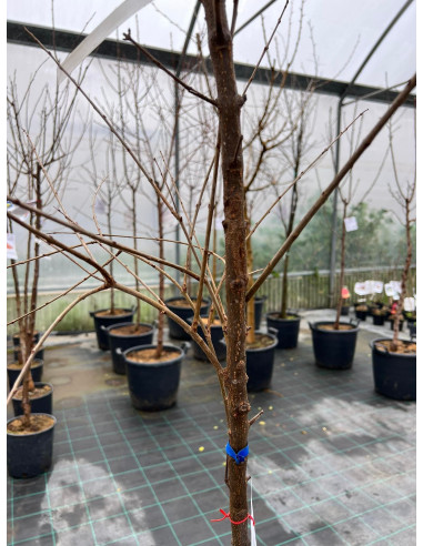 Vendita Albero Melograno Dente Di Cavallo Vaso 24cm|Mondo Piante