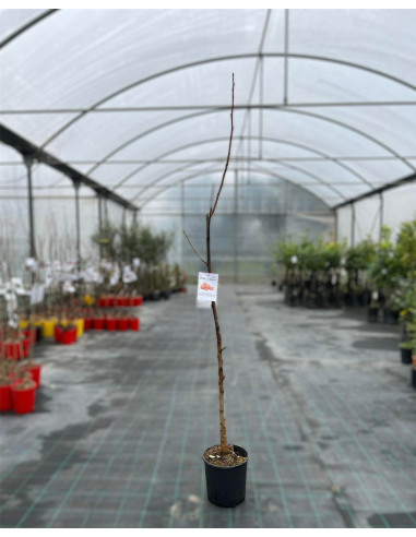 Albero di Noce Comune Vaso 24cm | Mondo Piante