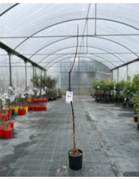 Vendita Albero di Noce Comune - Alberi da Frutto|Mondo Piante