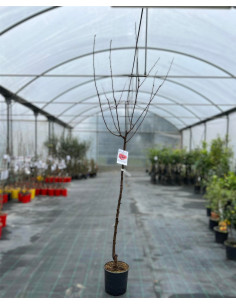 Albero di Susino Vaso 24cm | Mondo Piante