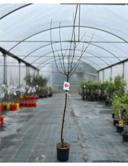Albero di Susino Vaso 24cm | Mondo Piante