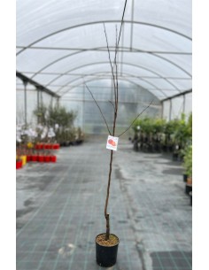 Albero di Kaki Mela Vaso 24cm