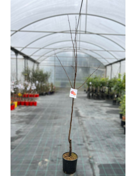 Albero di Kaki Mela Vaso 24cm | Mondo Piante