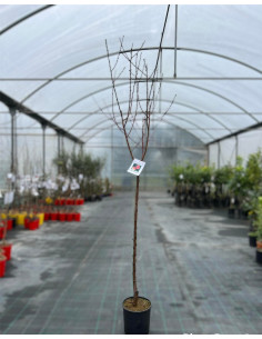 Albero di Pesco Vaso 24cm | Mondo Piante