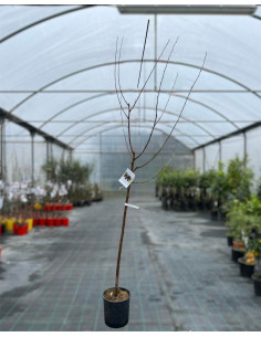 Albero di Gelso Nero Vaso 24cm | Mondo Piante