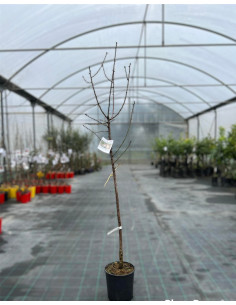 Albero di Mandorlo Vaso 24cm | Mondo Piante