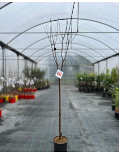 Albero di Albicocco Vaso 24cm