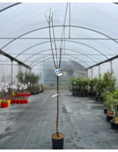 Albero di Melo Golden Vaso 24cm | Mondo Piante