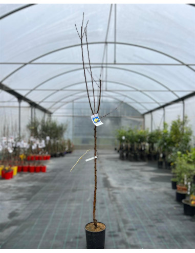 Albero di Melo Golden Vaso 24cm | Mondo Piante