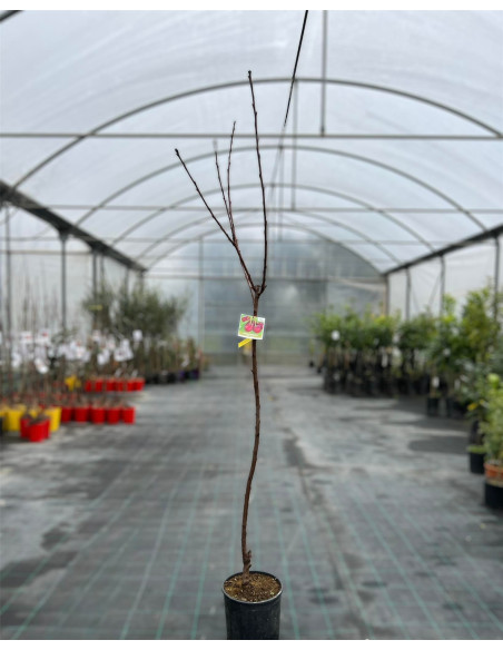 Vendita Albero Ciliegio Ferrovia 24cm-Alberi da Frutto|Mondo Piante