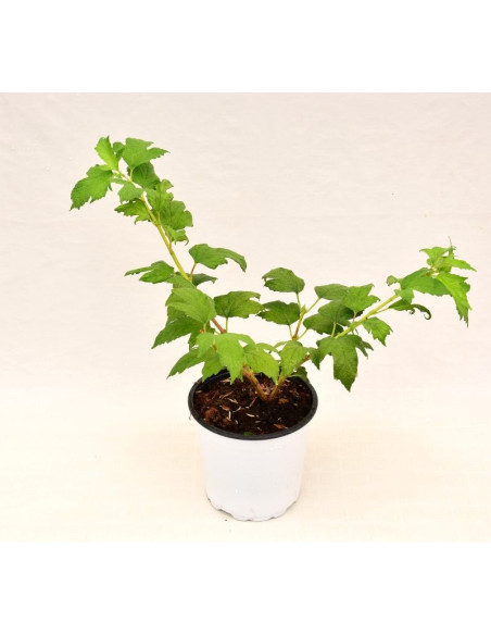 Sale Photinia Plant - Hedge Plants Online | Mondo Piante