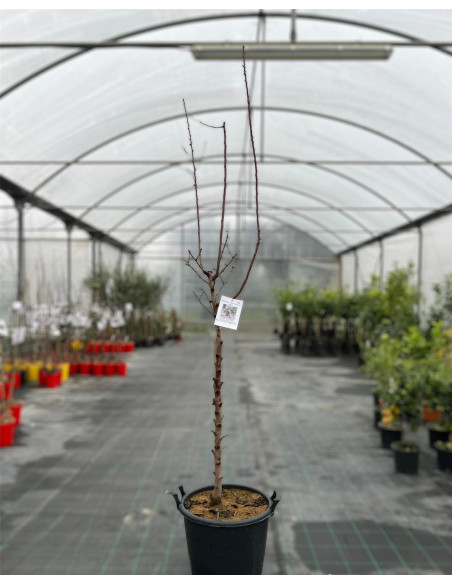 On-line Sale of the Thunder Almond Tree-Fruit Trees|Mondo Piante