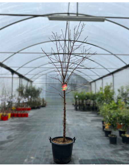 Albero di Pesco in Mastello | Mondo Piante