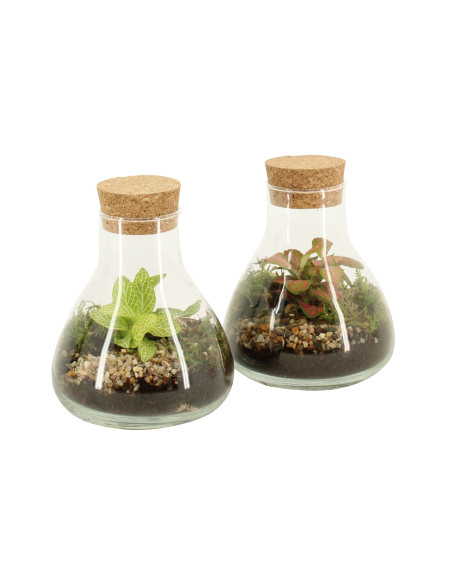 Vendita Online Terrarium Ampolla di Fittonia- Terrarium |Mondo Piante