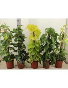 copy of Alocasia tree