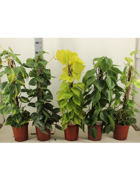 Vendita Pianta Philodendron palo Vaso 19-Piante Verdi|Mondo Piante