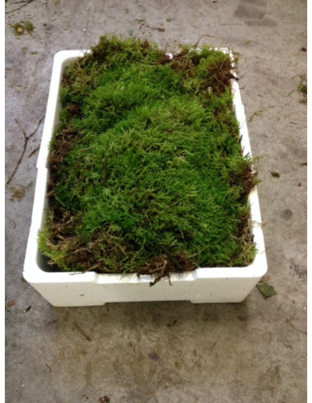 Vendita Muschio Platmoss - Terrarium |Vivaio Mondo Piante