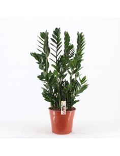 Pianta Zamioculcas...