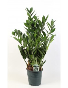 copy of Plant Zamioculcas...