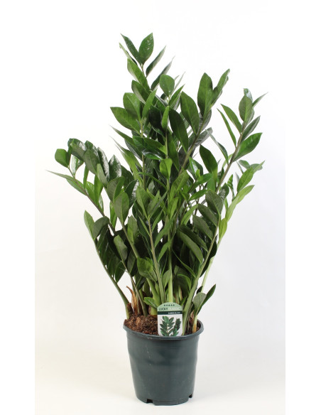 Vendita Pianta Zamioculcas zamiifolia 21cm-Piante Verdi|Mondo Piante