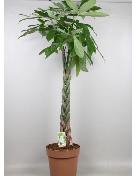 Vendita Pianta Pachira aquatica 30cm-Piante Verdi|Vivaio Mondo Piante