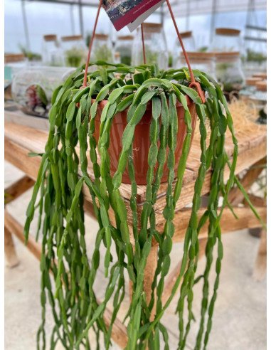 Vendita Pianta Rhipsalis Paradoxa Hanging-Piante Verdi Online| Mondo Piante