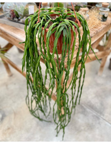 Vendita Pianta Rhipsalis Paradoxa Hanging-Piante Verdi Online| Mondo Piante
