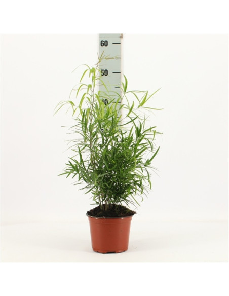 Vendita Pianta Asparagus falcatus Vaso 12cm-Piante Verdi Mondo Piante