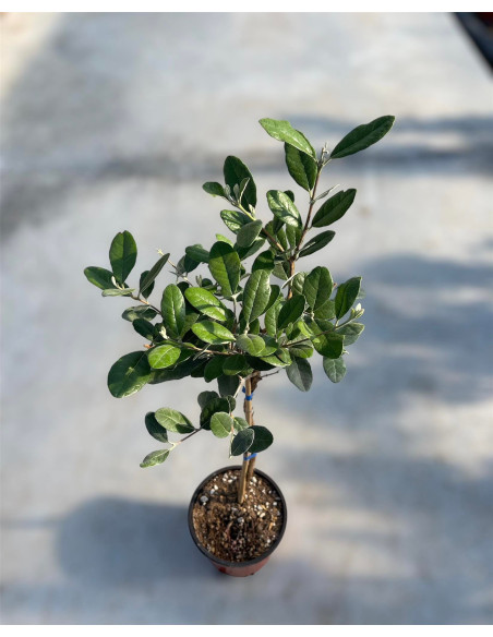 Pianta di Feijoa Sellowiana Vaso 17cm-Pianta Da Cespuglio|Mondo Piante