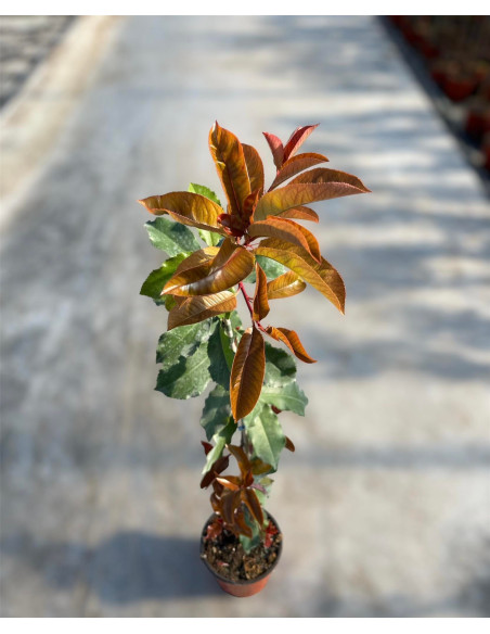 Astone di Photinia in Vaso 17cm-Piante Da Siepe Online|Mondo Piante