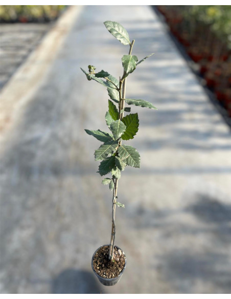 Sale of Quercus ilex plant - Garden Trees OnLine | Mondo Piante